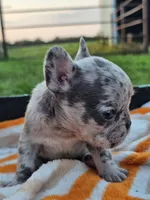 Mango, a female French Bulldog for sale in Jamesport, MO – 3 of 5