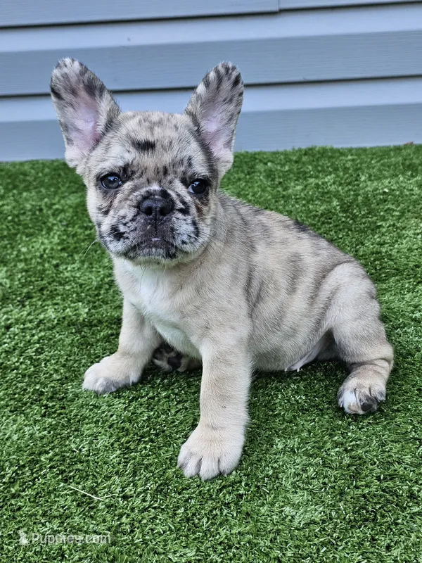 Meadow – French Bulldog puppy for sale in Jamesport, MO