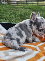 Mango, a female French Bulldog for sale in Jamesport, MO – 4 of 5