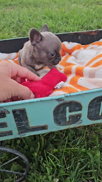 Melody, a female French Bulldog for sale in Jamesport, MO – 4 of 4