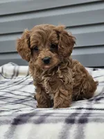Eagan, a male Cavapoo for sale in Jamesport, MO – 1 of 4