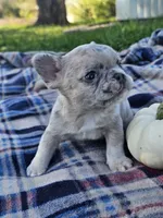 Quinn, a male French Bulldog for sale in Jamesport, MO – 2 of 5