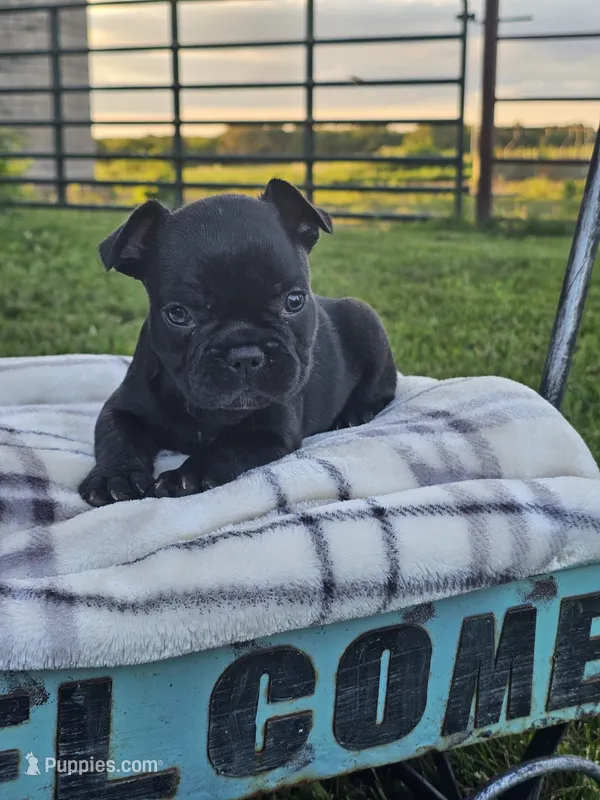Gus – French Bulldog puppy for sale in Jamesport, MO