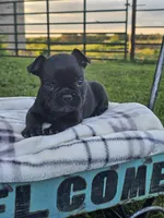 Gus, a male French Bulldog for sale in Jamesport, MO – 1 of 4