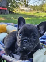 Pine, a male French Bulldog for sale in Jamesport, MO – 1 of 5