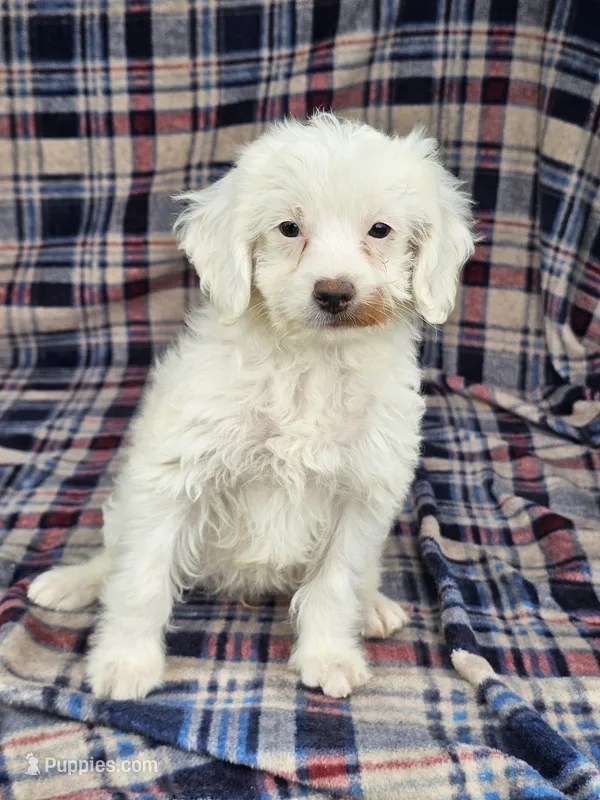 Nilla – Cavapoo puppy for sale in Jamesport, MO