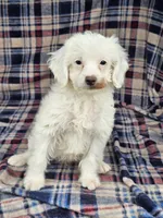 Nilla, a female Cavapoo for sale in Jamesport, MO – 1 of 5