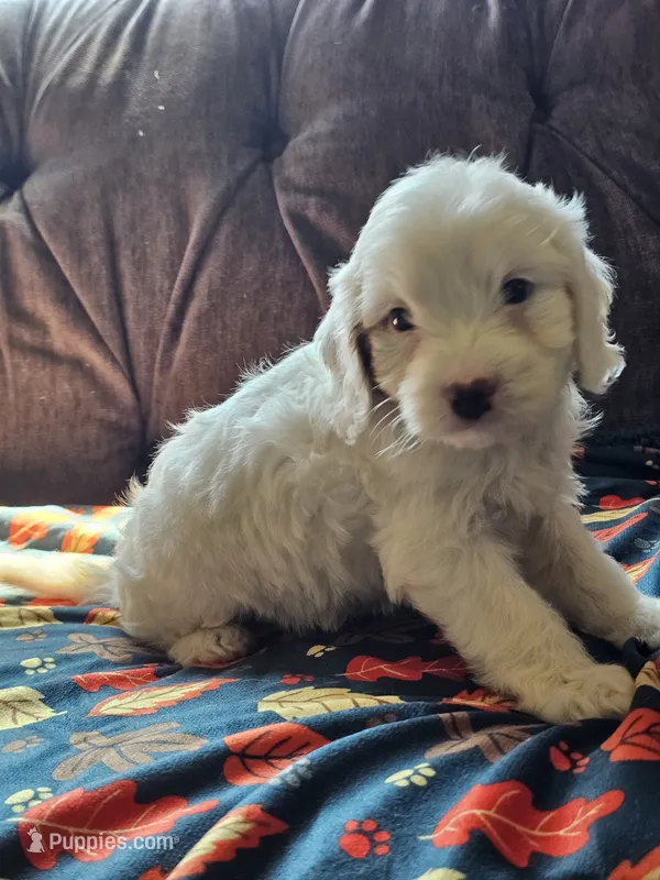 Nautical  – Cavapoo puppy for sale in Jamesport, MO