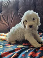Nautical , a male Cavapoo for sale in Jamesport, MO – 1 of 6