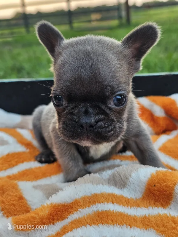 Melody – French Bulldog puppy for sale in Jamesport, MO