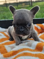 Melody, a female French Bulldog for sale in Jamesport, MO – 1 of 4
