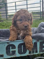 Daphne , a female Cavapoo for sale in Jamesport, MO – 2 of 4