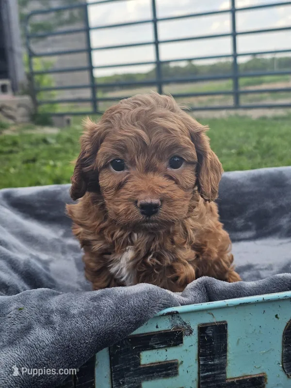 Daphne , a female Cavapoo for sale in Jamesport, MO – 1 of 4
