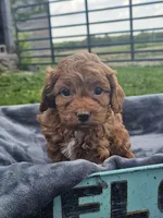 Daphne , a female Cavapoo for sale in Jamesport, MO – 1 of 4