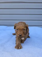 Daphne , a female Cavapoo for sale in Jamesport, MO – Photo 4 of 4