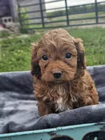 Daphne , a female Cavapoo for sale in Jamesport, MO – 3 of 4