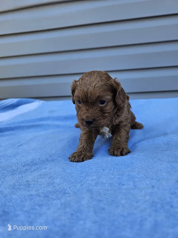 Daphne  – Cavapoo puppy for sale in Jamesport, MO