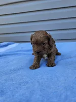 Daphne , a female Cavapoo for sale in Jamesport, MO – Photo 1 of 4