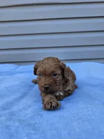 Daphne , a female Cavapoo for sale in Jamesport, MO – Photo 3 of 4