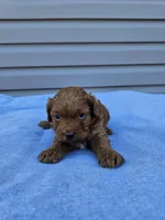 Daphne , a female Cavapoo for sale in Jamesport, MO – Photo 2 of 4
