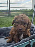 Daphne , a female Cavapoo for sale in Jamesport, MO – 4 of 4