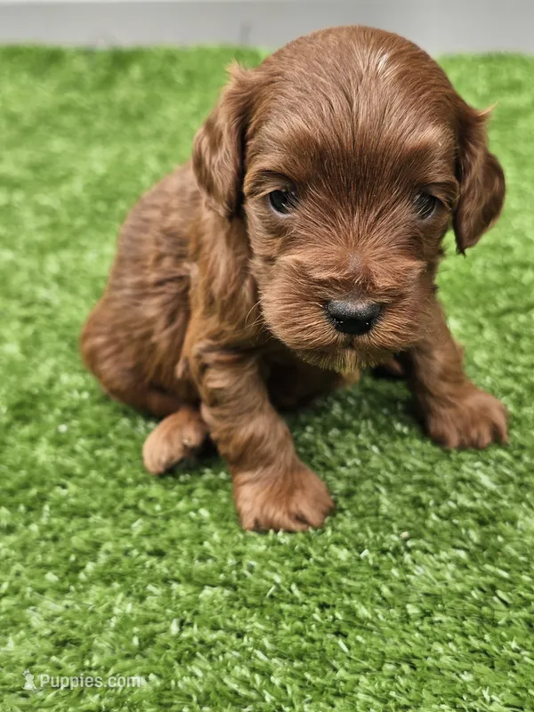 Leo – Cavapoo puppy for sale in Jamesport, MO