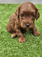 Leo, a male Cavapoo for sale in Jamesport, MO – 1 of 4