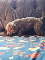 Nectarine, a female Cavapoo for sale in Jamesport, MO – 4 of 5