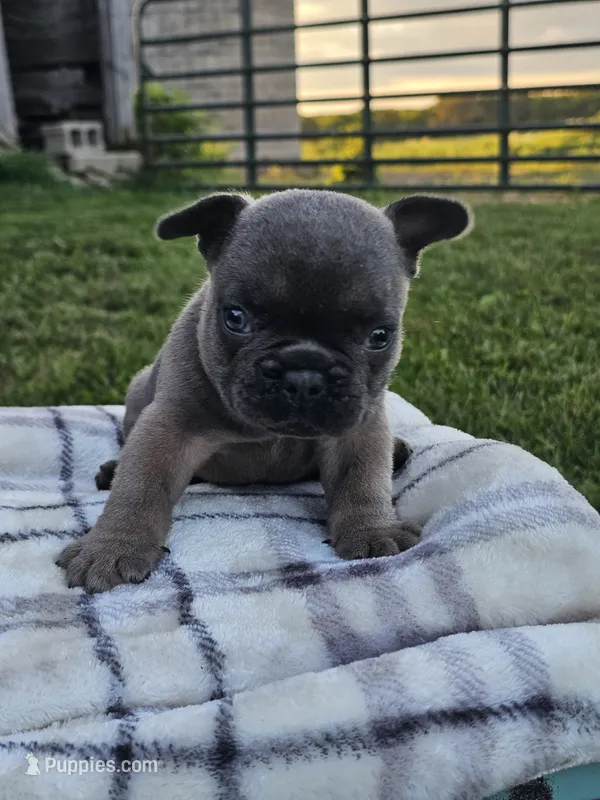 Gator – French Bulldog puppy for sale in Jamesport, MO