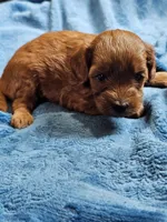 Luna, a female Cavapoo for sale in Jamesport, MO – 4 of 4