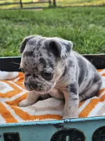 Malibu, a male French Bulldog for sale in Jamesport, MO – 2 of 5