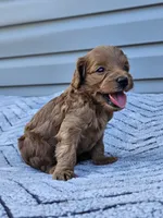 Kia, a male Cavapoo for sale in Jamesport, MO – 2 of 3