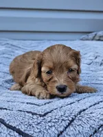 Koko , a female Cavapoo for sale in Jamesport, MO – 3 of 3