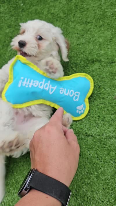 Ice, a male Cavapoo for sale in Jamesport, MO – 6 of 6
