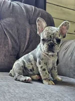 Mango, a female French Bulldog for sale in Jamesport, MO – 2 of 8