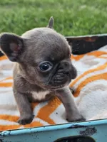 Melody, a female French Bulldog for sale in Jamesport, MO – 2 of 4