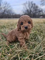 Annie, a female Cavapoo for sale in Jamesport, MO – Photo 1 of 3