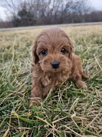Annie, a female Cavapoo for sale in Jamesport, MO – Photo 2 of 3