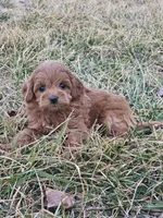 Annie, a female Cavapoo for sale in Jamesport, MO – Photo 3 of 3