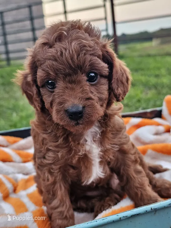 Kona – Cavapoo puppy for sale in Jamesport, MO