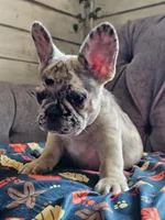 Meadow, a female French Bulldog for sale in Jamesport, MO – 2 of 6