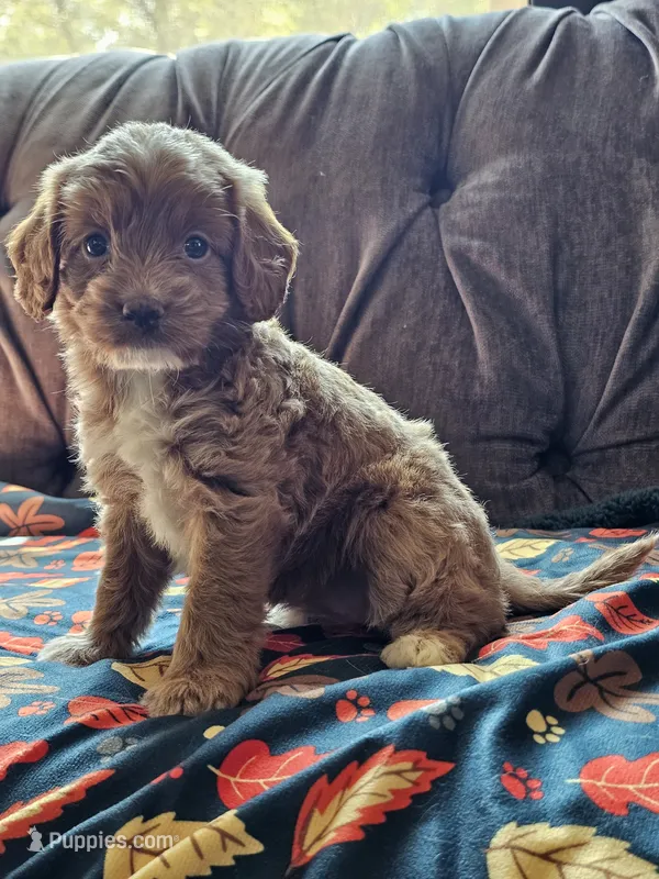 Nectarine – Cavapoo puppy for sale in Jamesport, MO