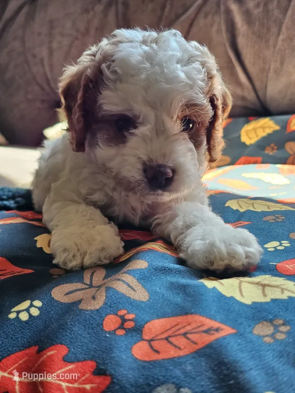 Nova – Cavapoo puppy for sale in Jamesport, MO