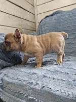 processed/d6afb105-7506-4167-95cd-a68025bcdf46/listing/3e9ce710-5f10-4208-becd-76cad84c22c7/1fdb0f3b-504d-4b2e-ad3b-6eca379a162b