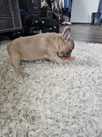 processed/d6afb105-7506-4167-95cd-a68025bcdf46/listing/3e9ce710-5f10-4208-becd-76cad84c22c7/781fe875-da4b-4757-bffe-ff631744758e