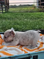 Marigold, a female French Bulldog for sale in Jamesport, MO – 4 of 5