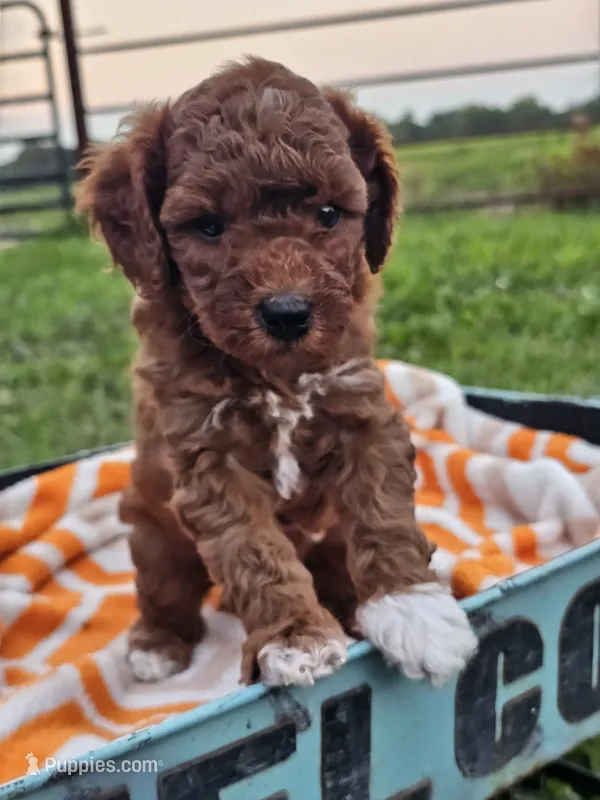 Koda – Cavapoo puppy for sale in Jamesport, MO