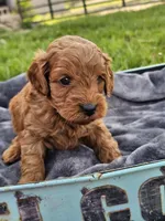 Everest , a male Cavapoo for sale in Jamesport, MO – 2 of 3