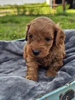 Everest , a male Cavapoo for sale in Jamesport, MO – 3 of 3