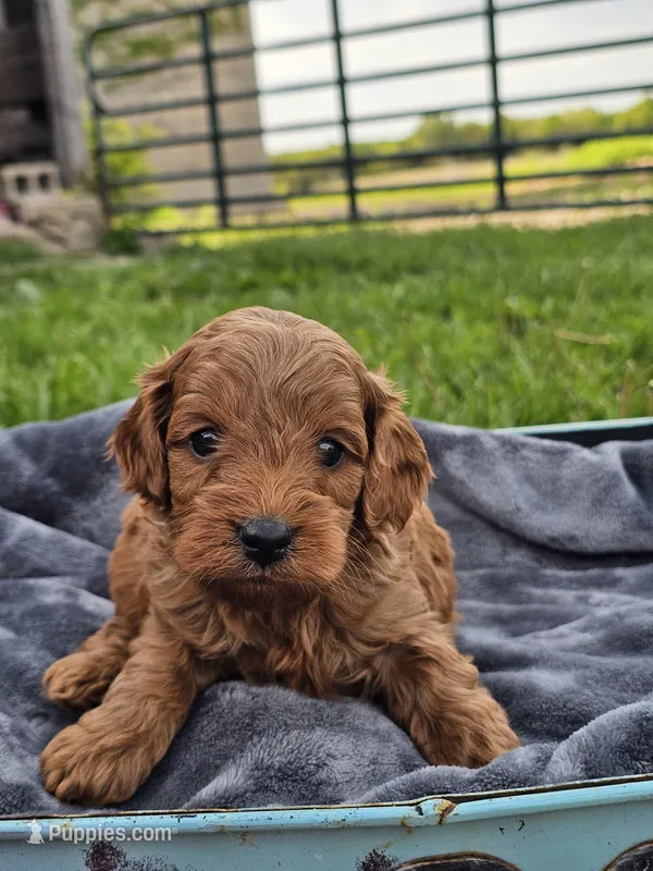 Everest  – Cavapoo puppy for sale in Jamesport, MO